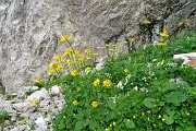 35 Nel Mandrone 'Doronico dei macereti' (Doronicum grandiflorum)